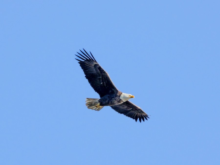 Bald Eagle - Roger Horn