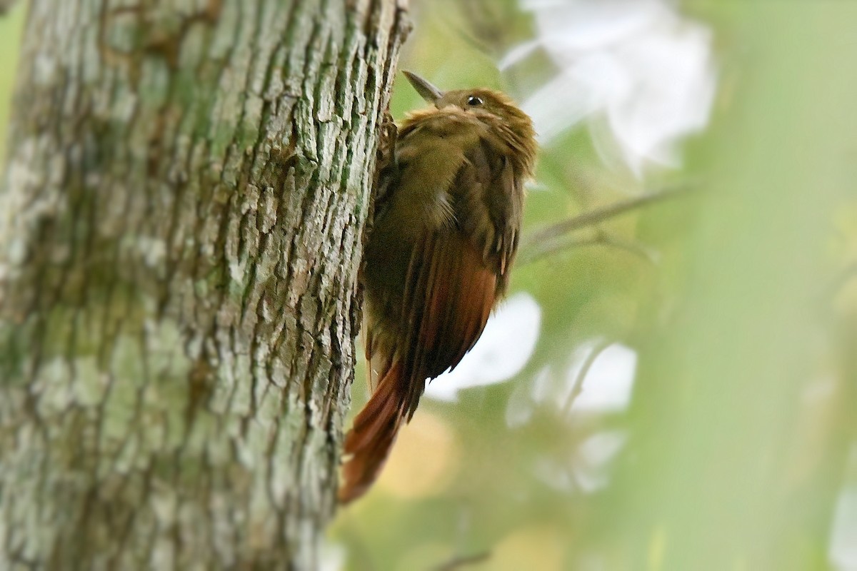 Olivaceous Woodcreeper (Grayish) - ML626039251