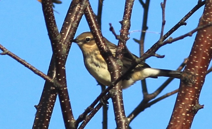 Пісняр-лісовик жовтогузий (підвид coronata) - ML626039252