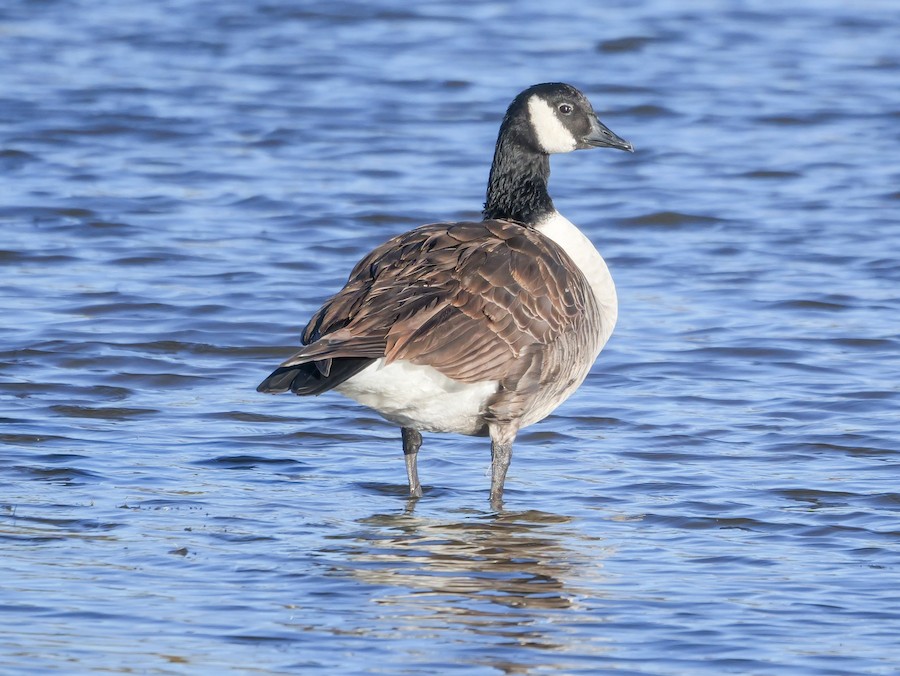 Canada Goose - Roger Horn