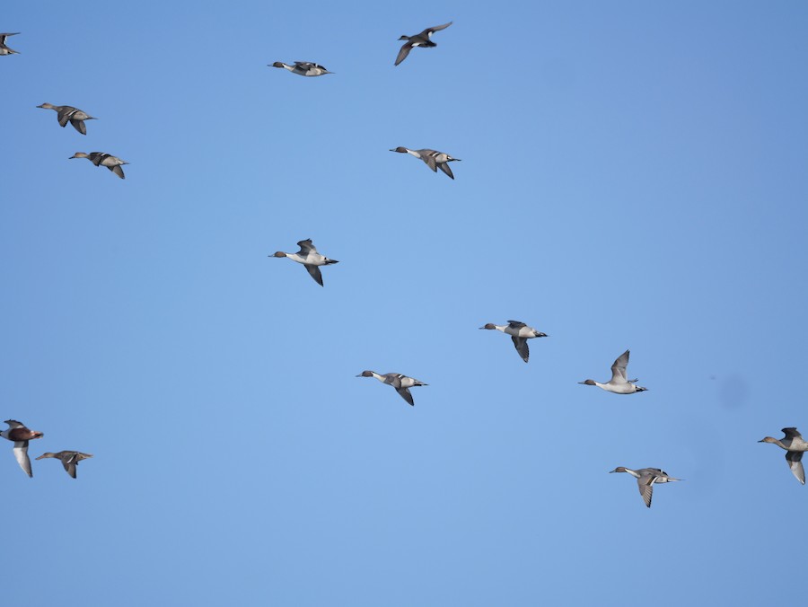 Northern Pintail - Roger Horn