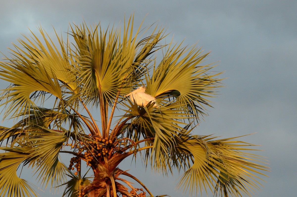 Pink-backed Pelican - ML626039315