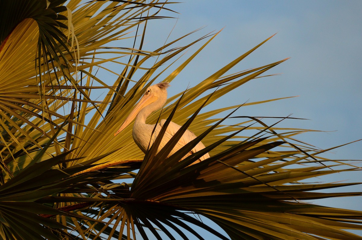 Pink-backed Pelican - ML626039320