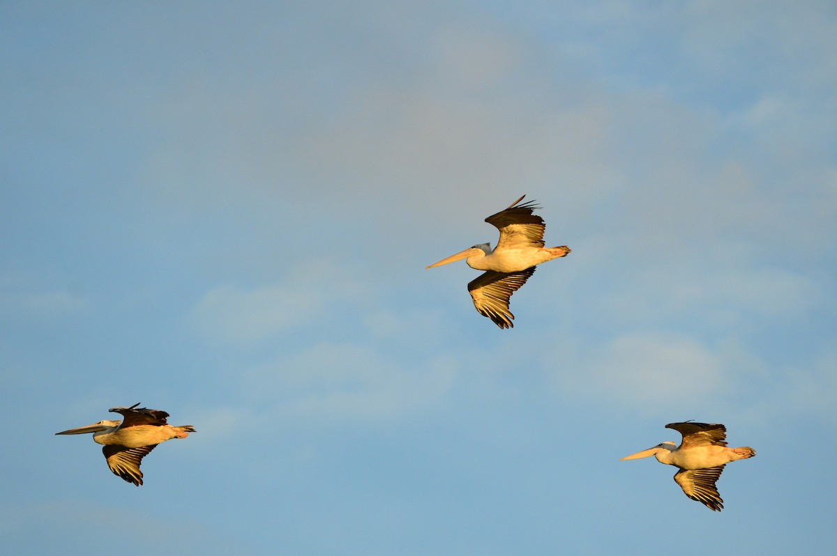 Pink-backed Pelican - ML626039322