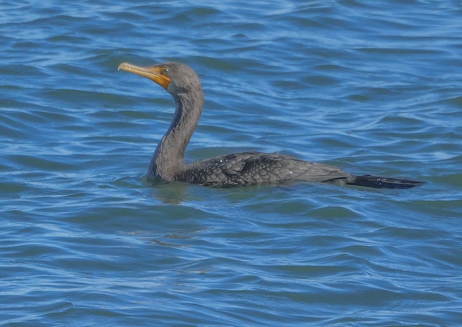 Double-crested Cormorant - Roger Horn