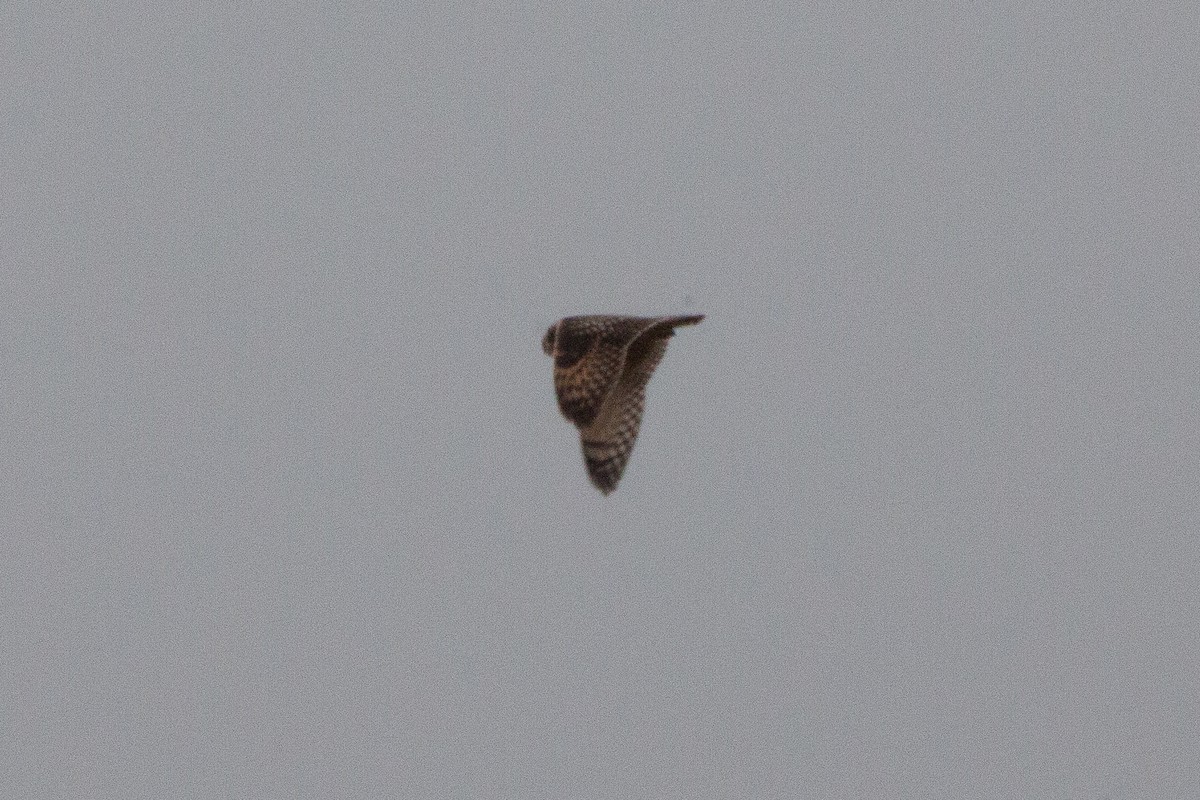 Short-eared Owl - ML626039370