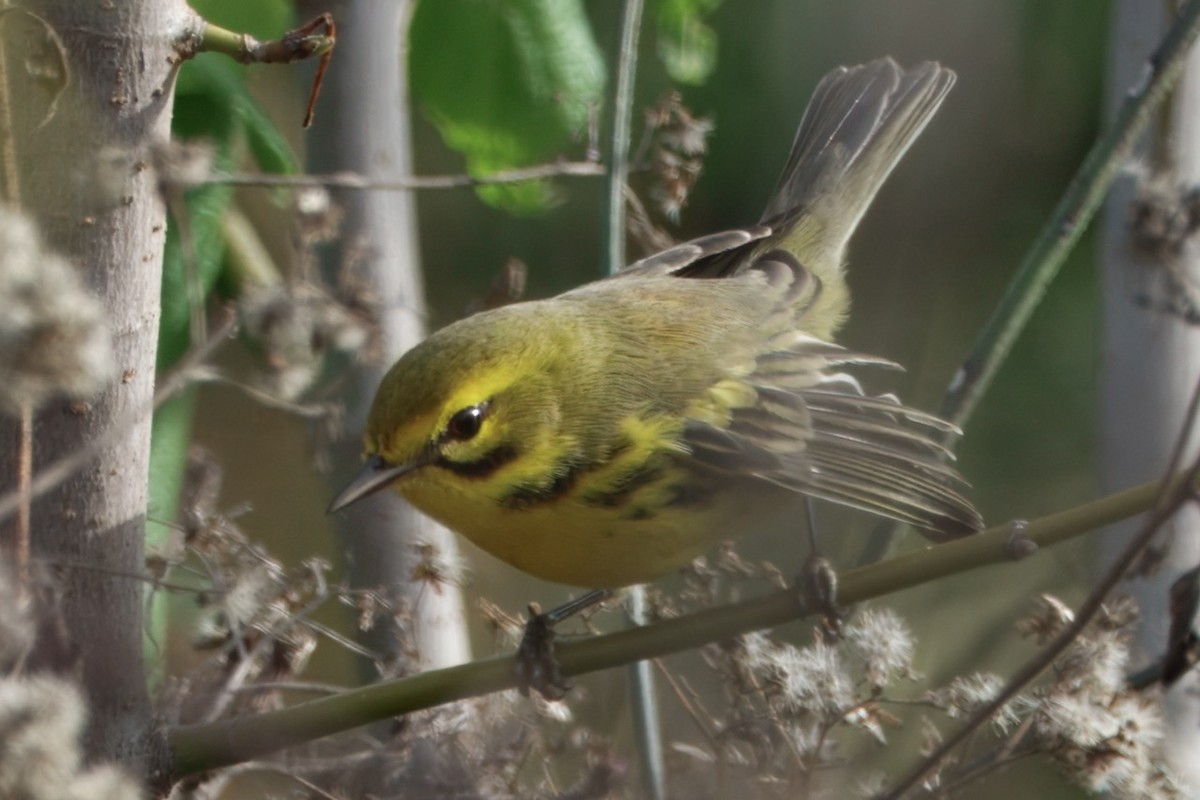 Prairie Warbler - ML626039618