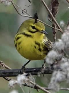 Prairie Warbler - ML626039619