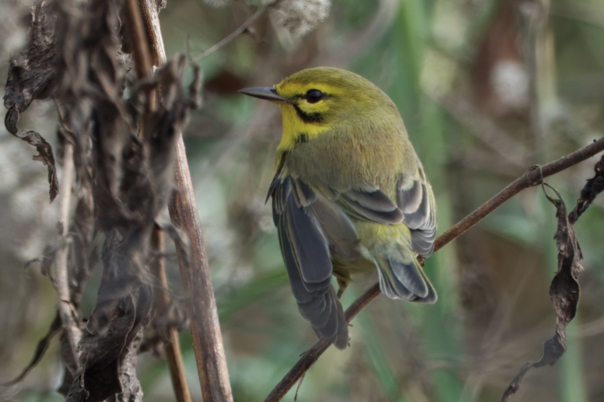 Prairie Warbler - ML626039620