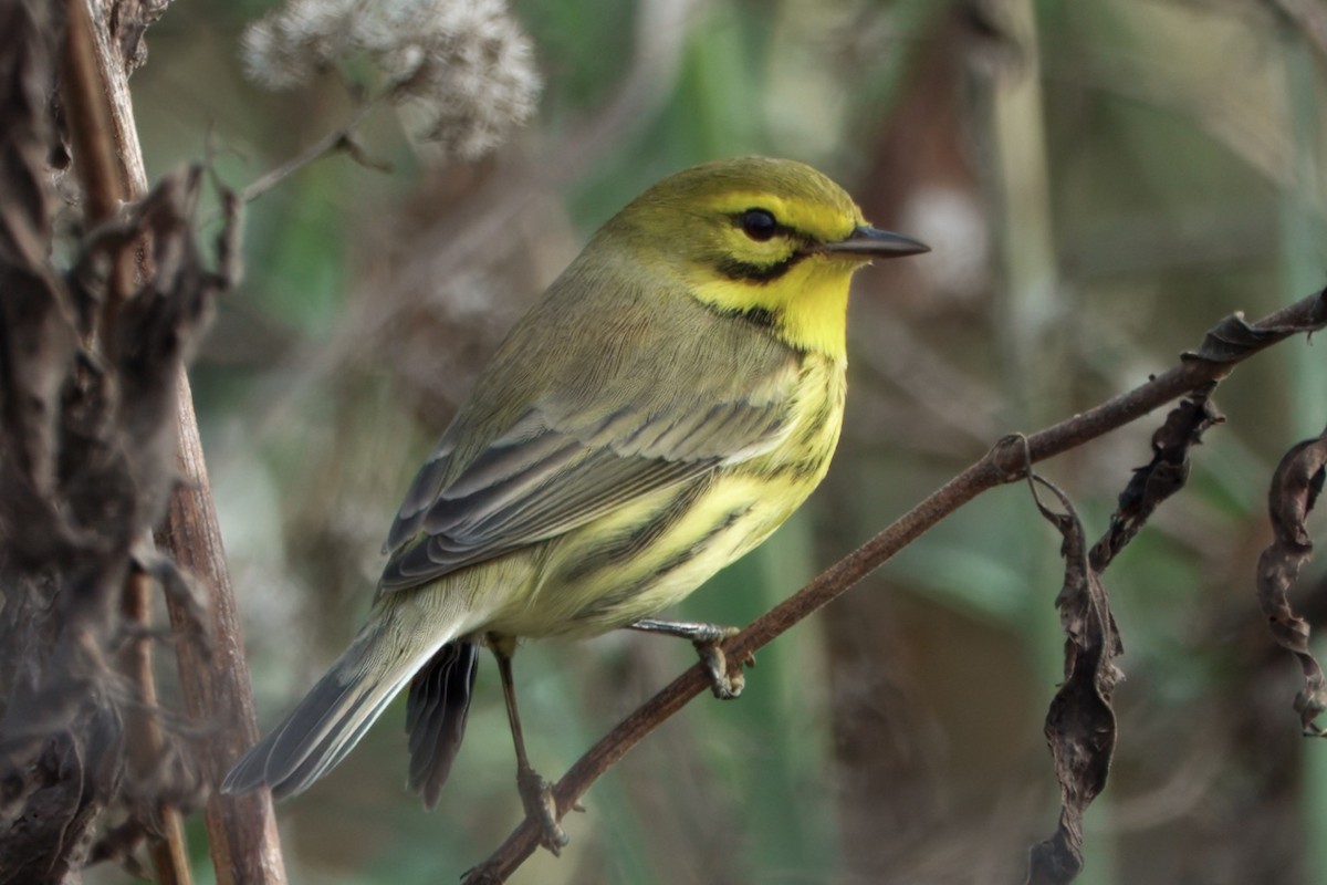 Prairie Warbler - ML626039621