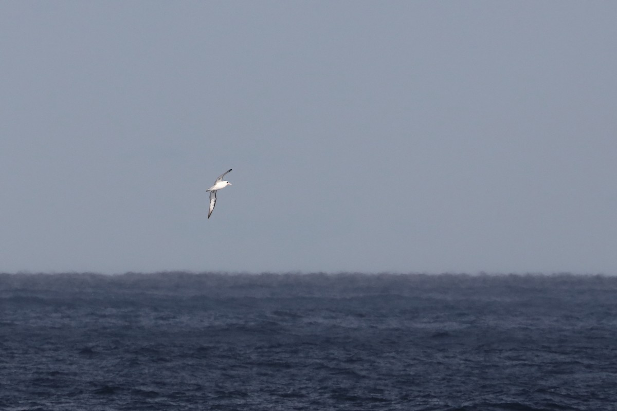 Laysan Albatross - ML626039667