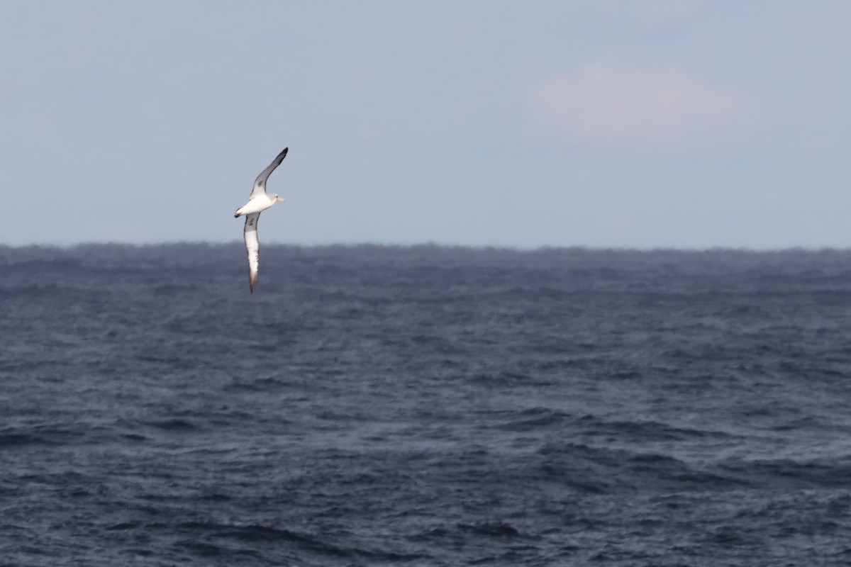 Laysan Albatross - ML626039669