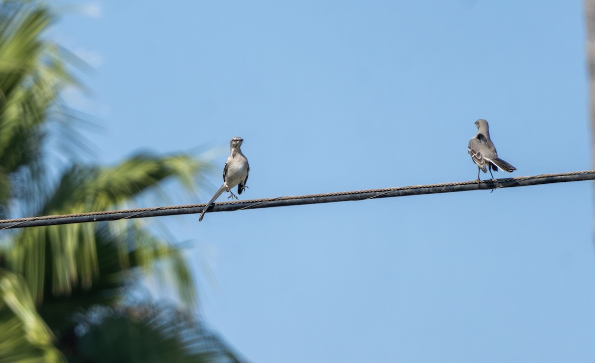 Northern Mockingbird - ML626040024