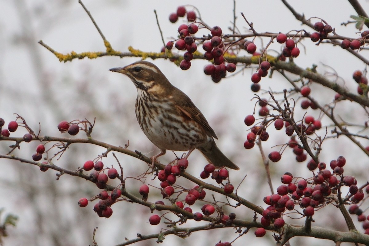 Redwing - ML626040135