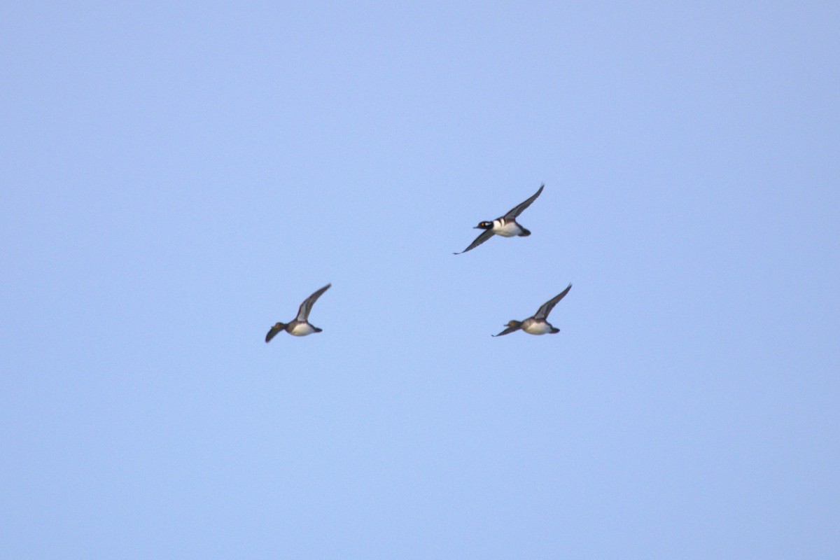 Smergo dal cappuccio - ML626040234