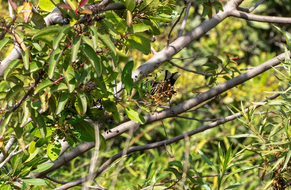 Spotted Towhee - ML626040324