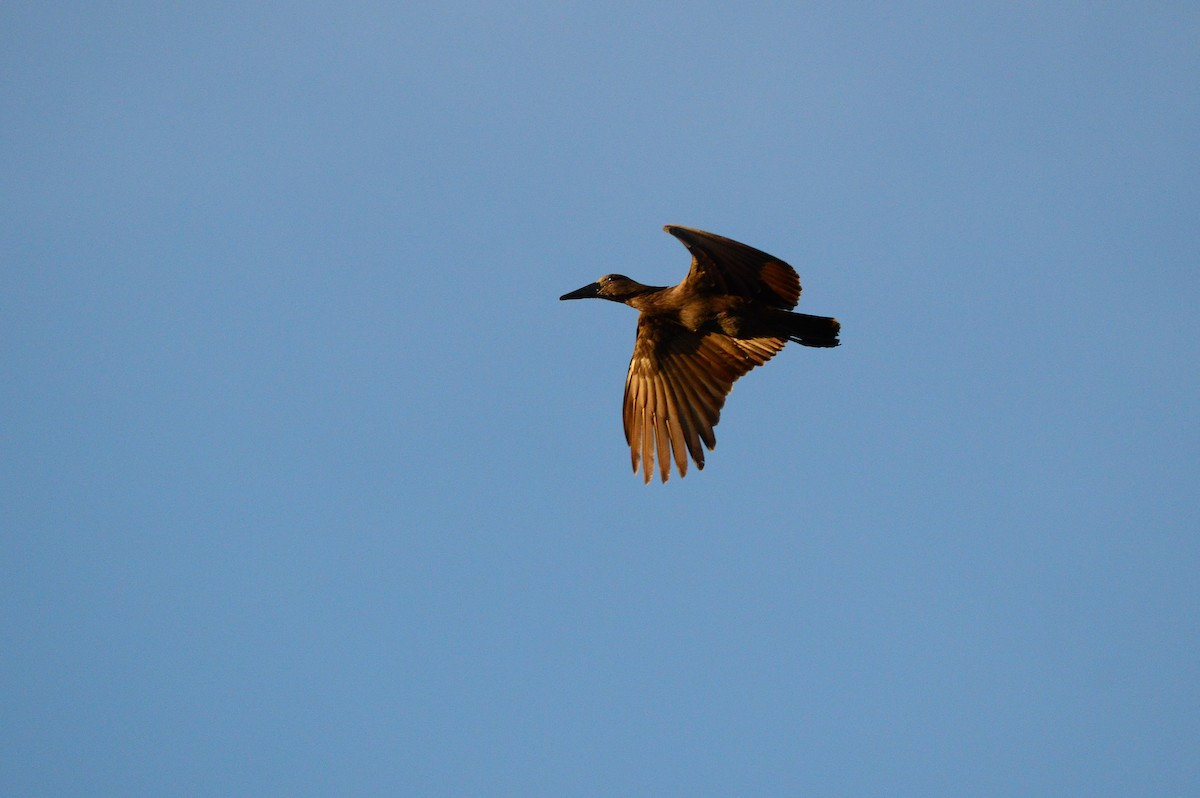 Hamerkop - ML626040431