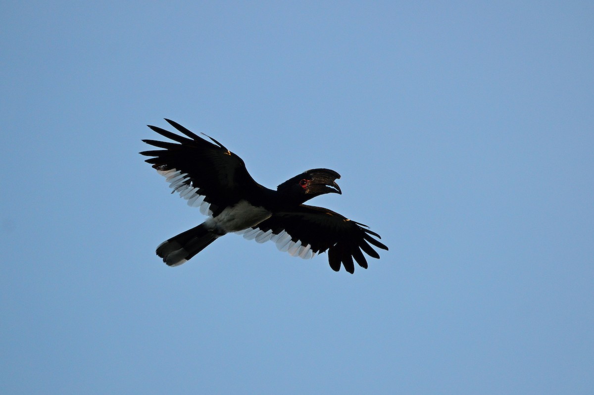 Trumpeter Hornbill - ML626040439