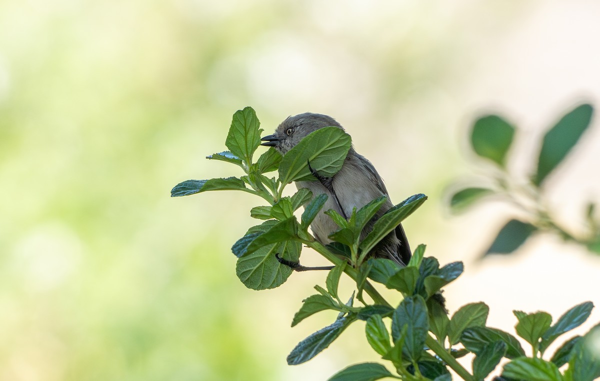 Bushtit - ML626040474