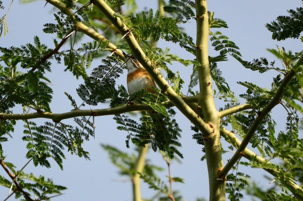 Bearded Scrub-Robin - ML626040514