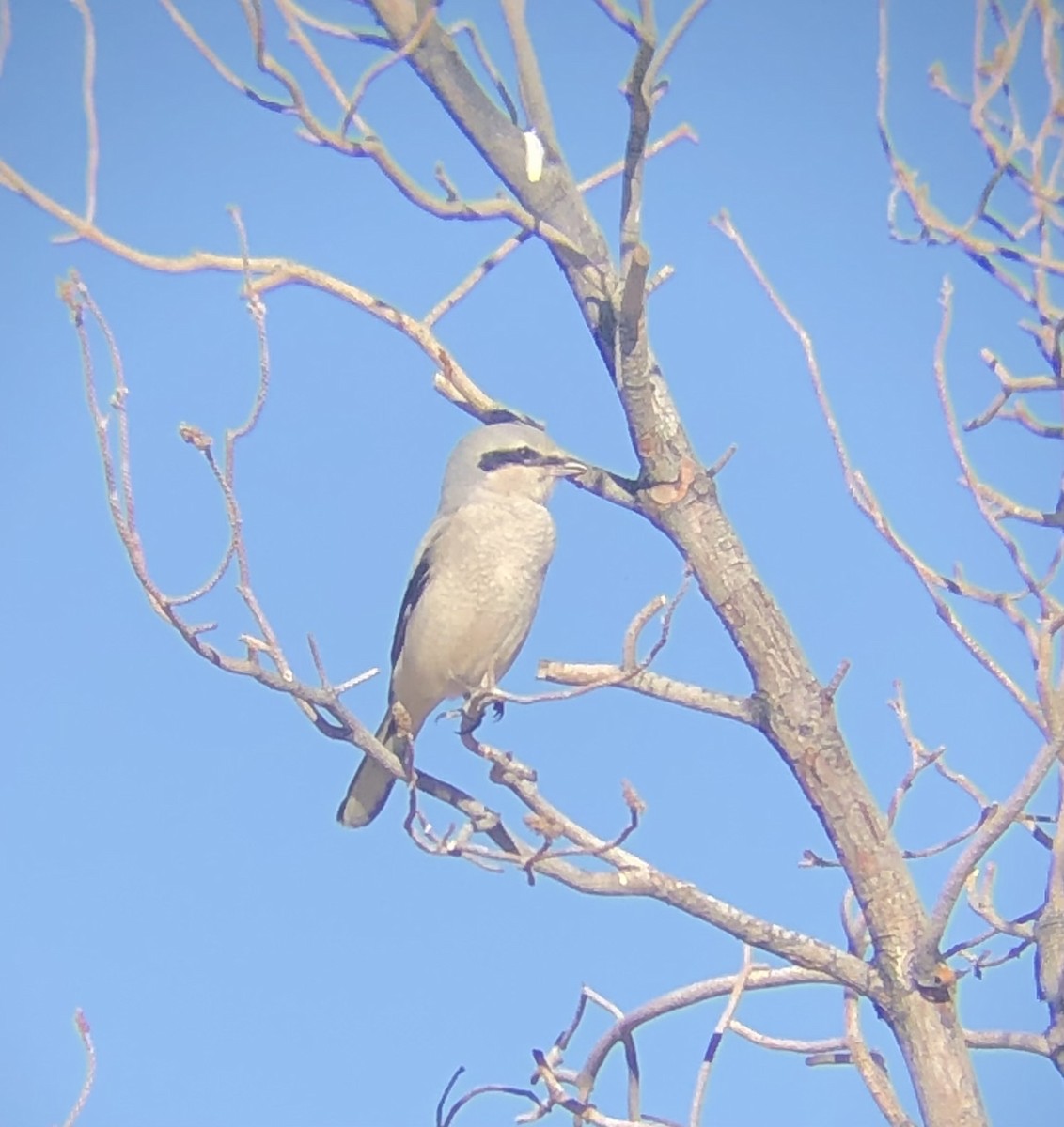 Northern Shrike - ML626040556