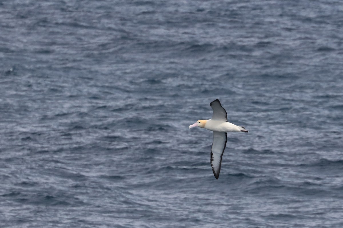 Short-tailed Albatross - ML626041086