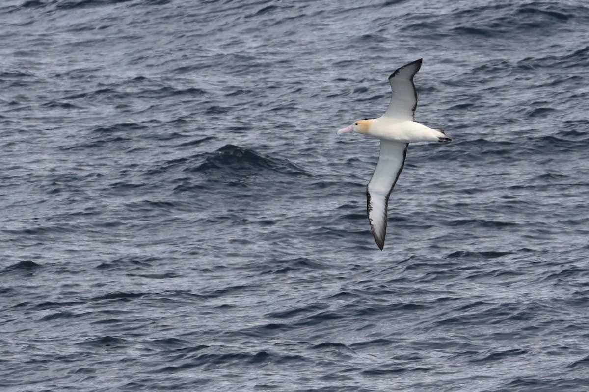 Short-tailed Albatross - ML626041088