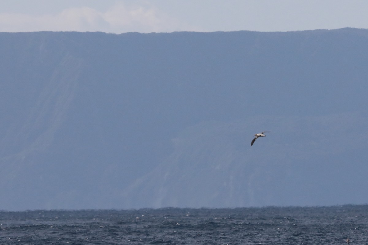 Short-tailed Albatross - ML626041089