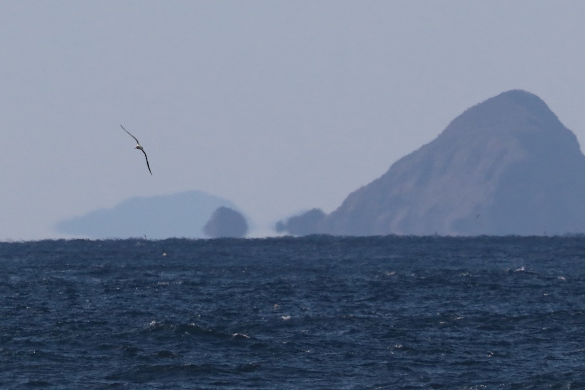 Short-tailed Albatross - ML626041090