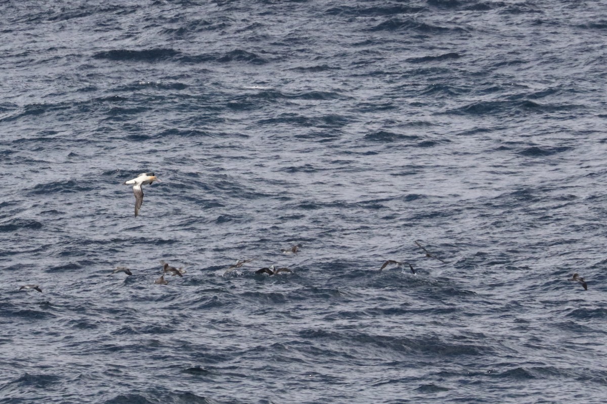 Short-tailed Albatross - ML626041091