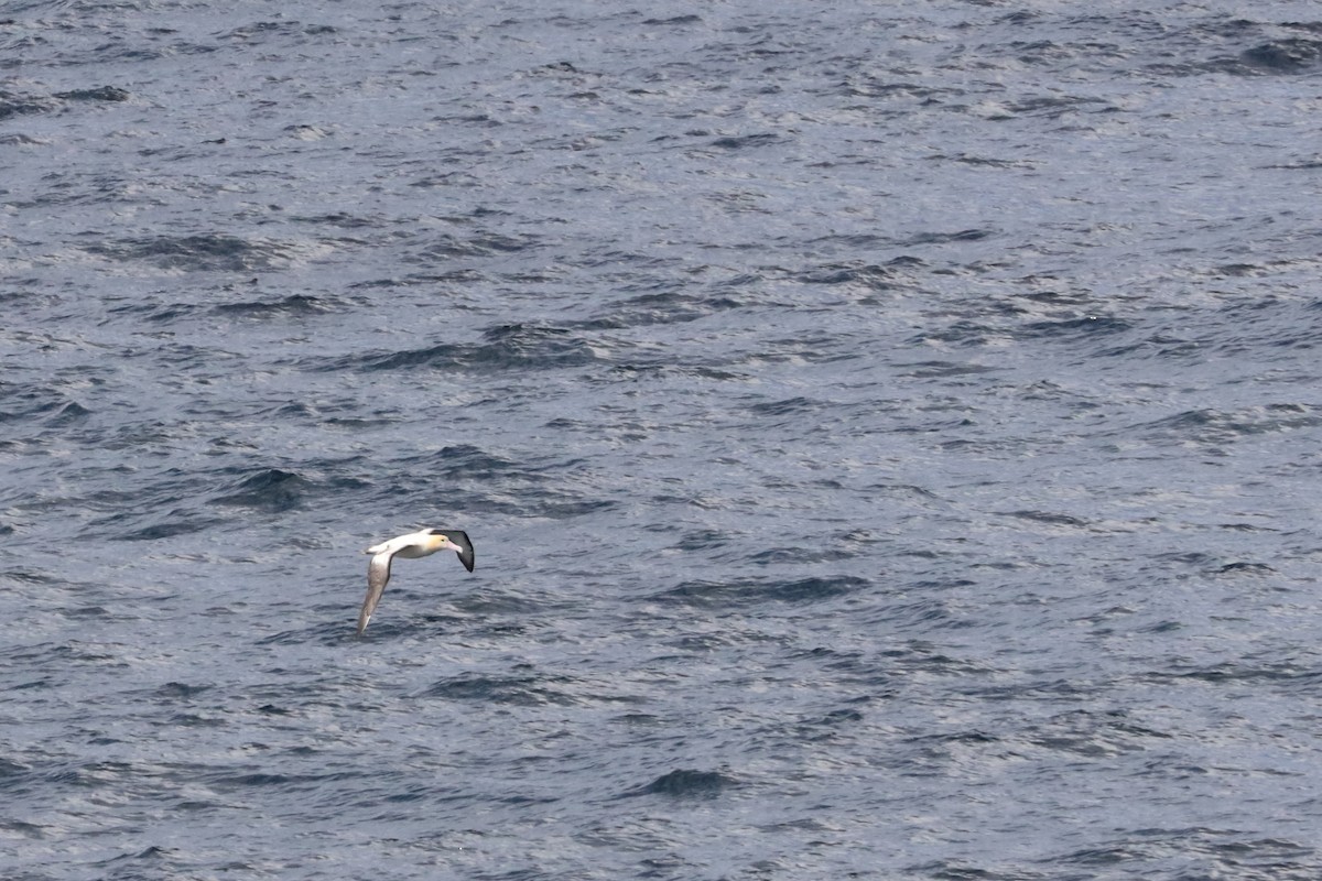 Short-tailed Albatross - ML626041092