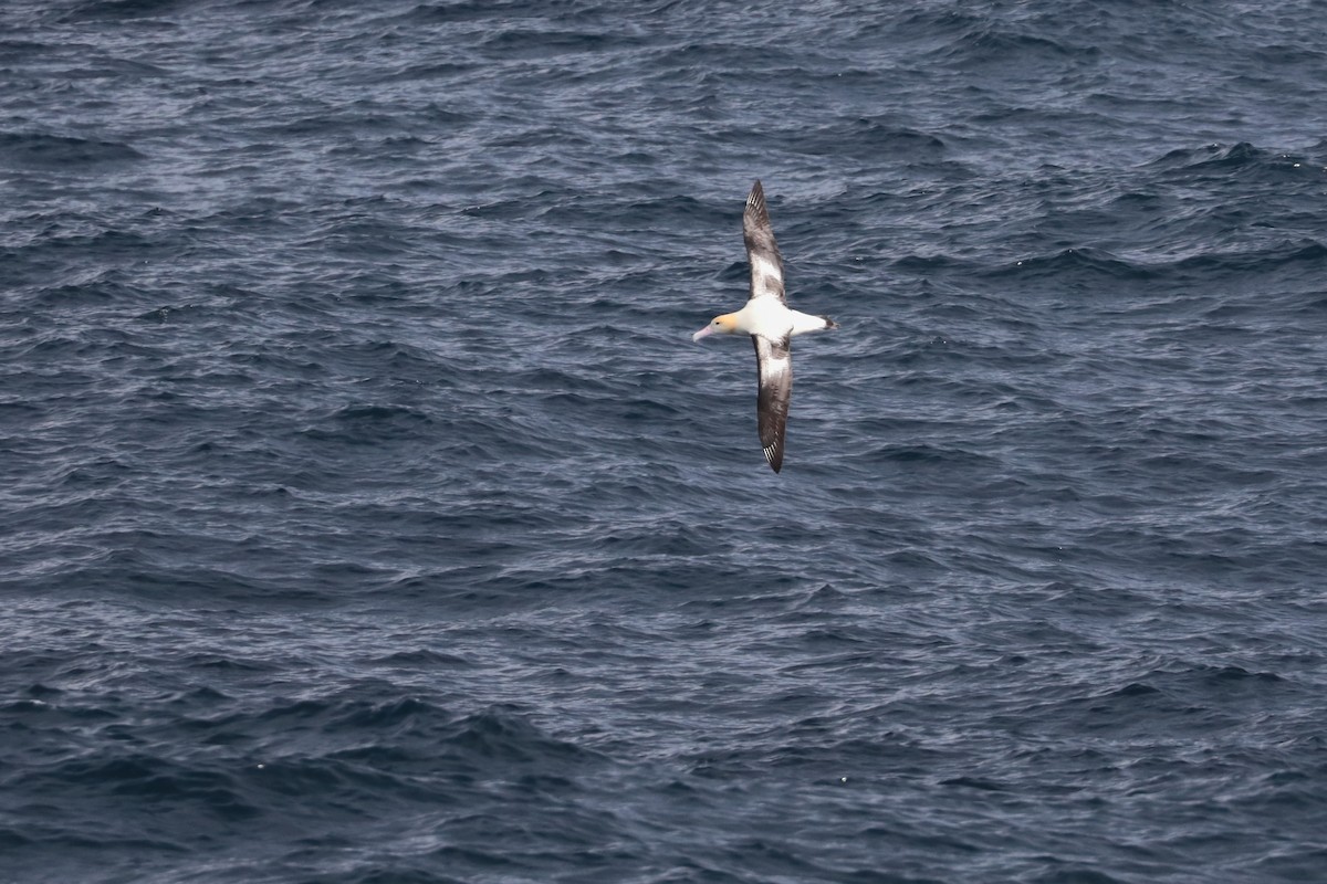 Short-tailed Albatross - ML626041094