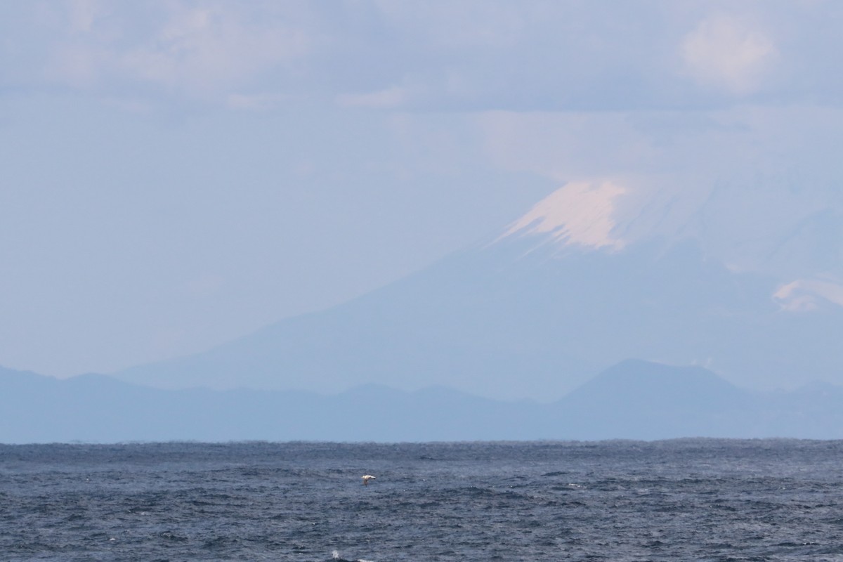 Short-tailed Albatross - ML626041095