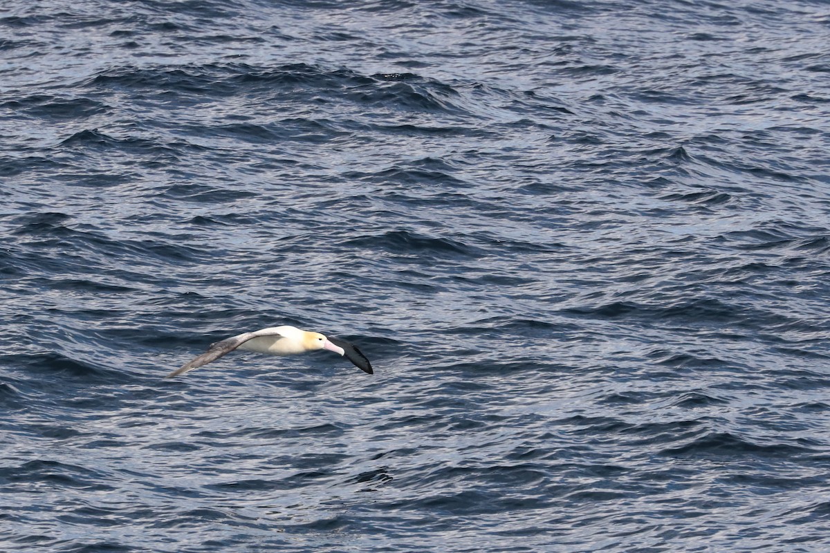 Short-tailed Albatross - ML626041097