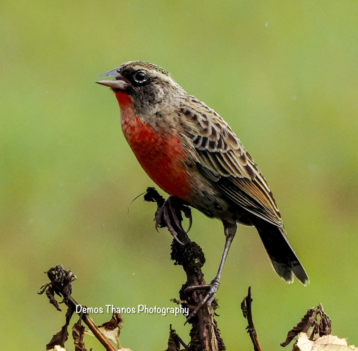 ムネアカマキバドリ - ML626041306