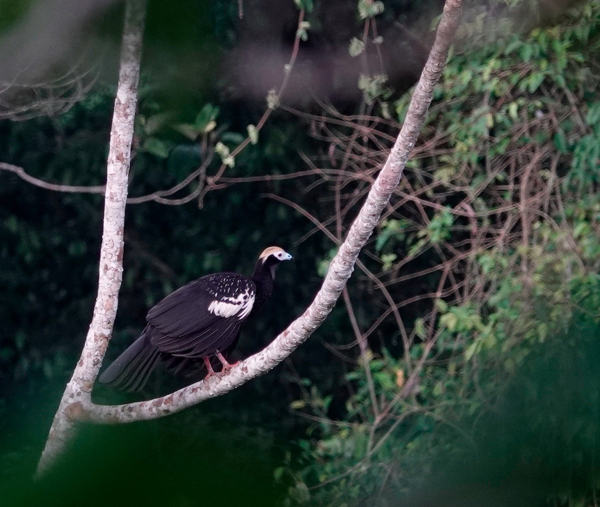 Blue-throated Piping-Guan - ML626041363