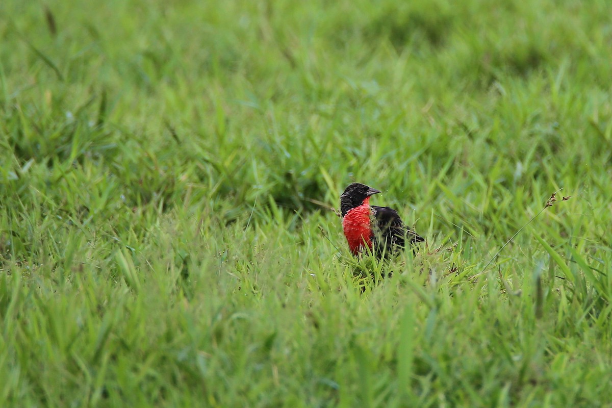 ムネアカマキバドリ - ML626041551