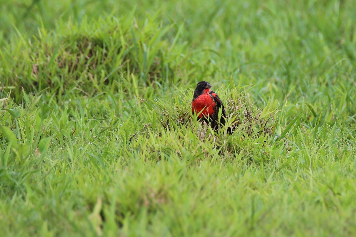 ムネアカマキバドリ - ML626041552