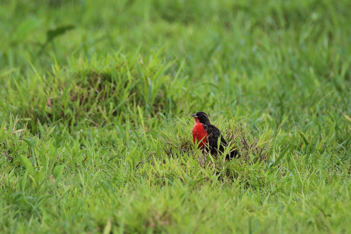 ムネアカマキバドリ - ML626041553