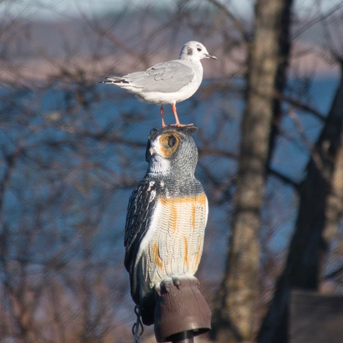 Bonaparte's Gull - ML626041554