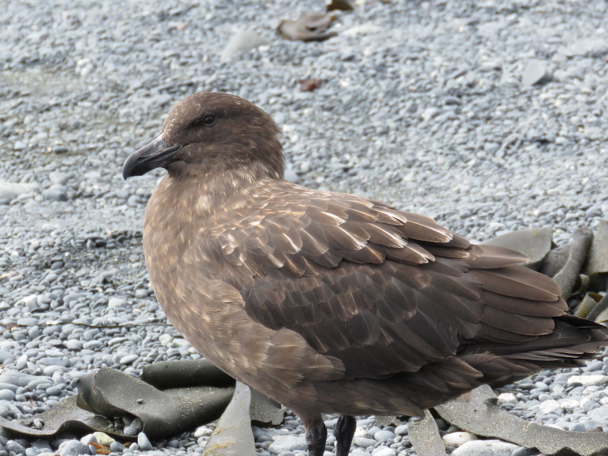 Braunskua (lonnbergi) - ML626041884