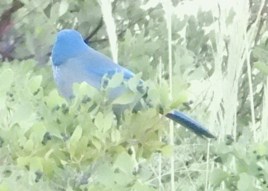 Woodhouse's Scrub-Jay - ML626041919