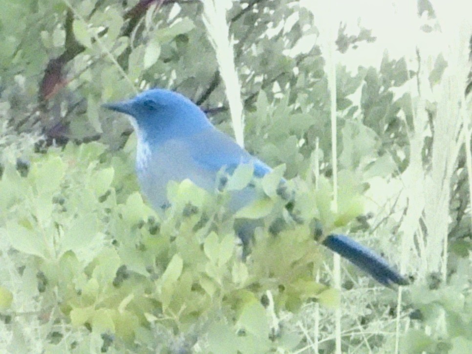 Woodhouse's Scrub-Jay - ML626041920