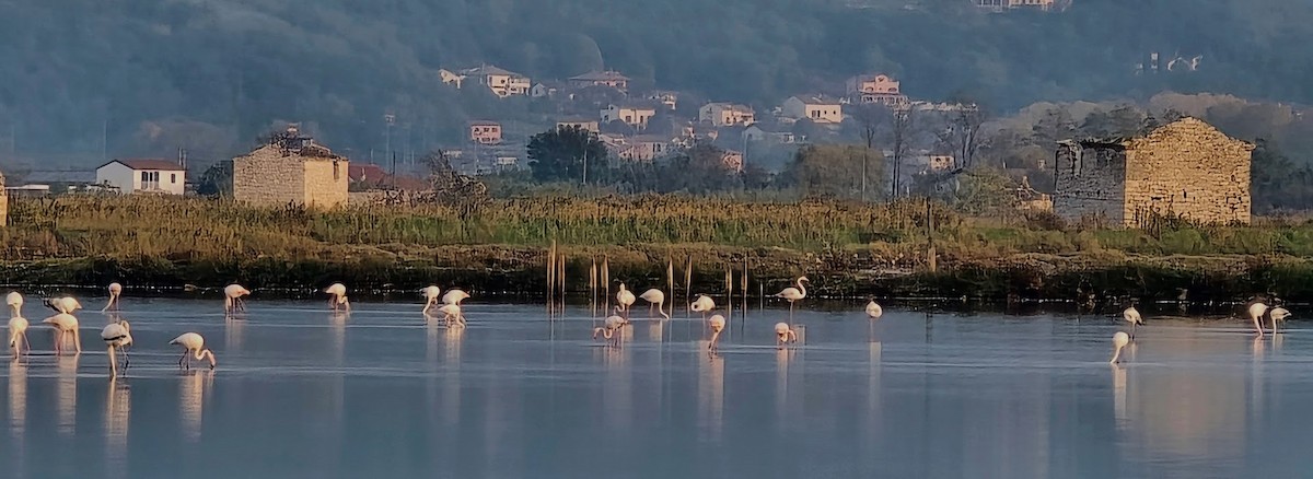 Flamant rose - ML626041943