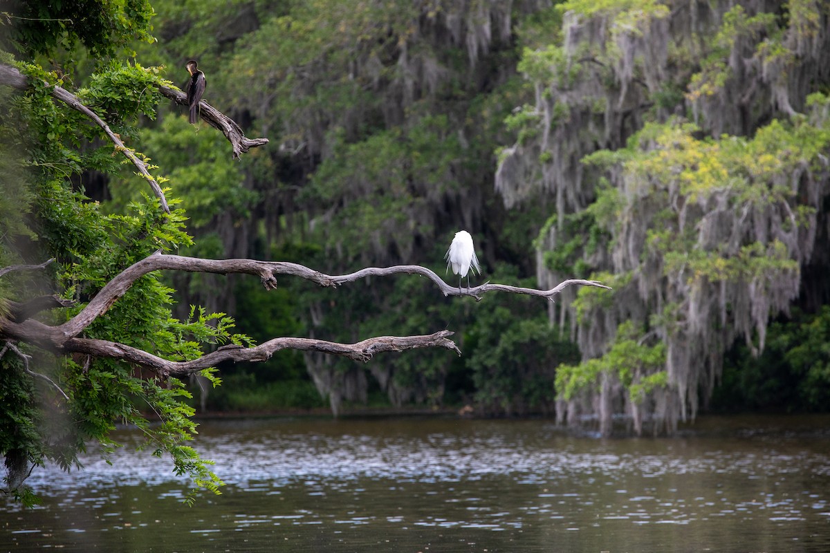 Great Egret - ML626041947