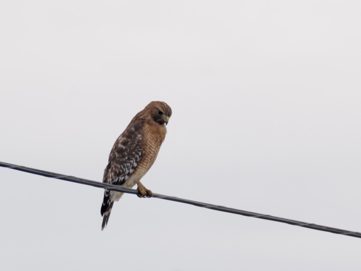 Red-shouldered Hawk - ML626042049