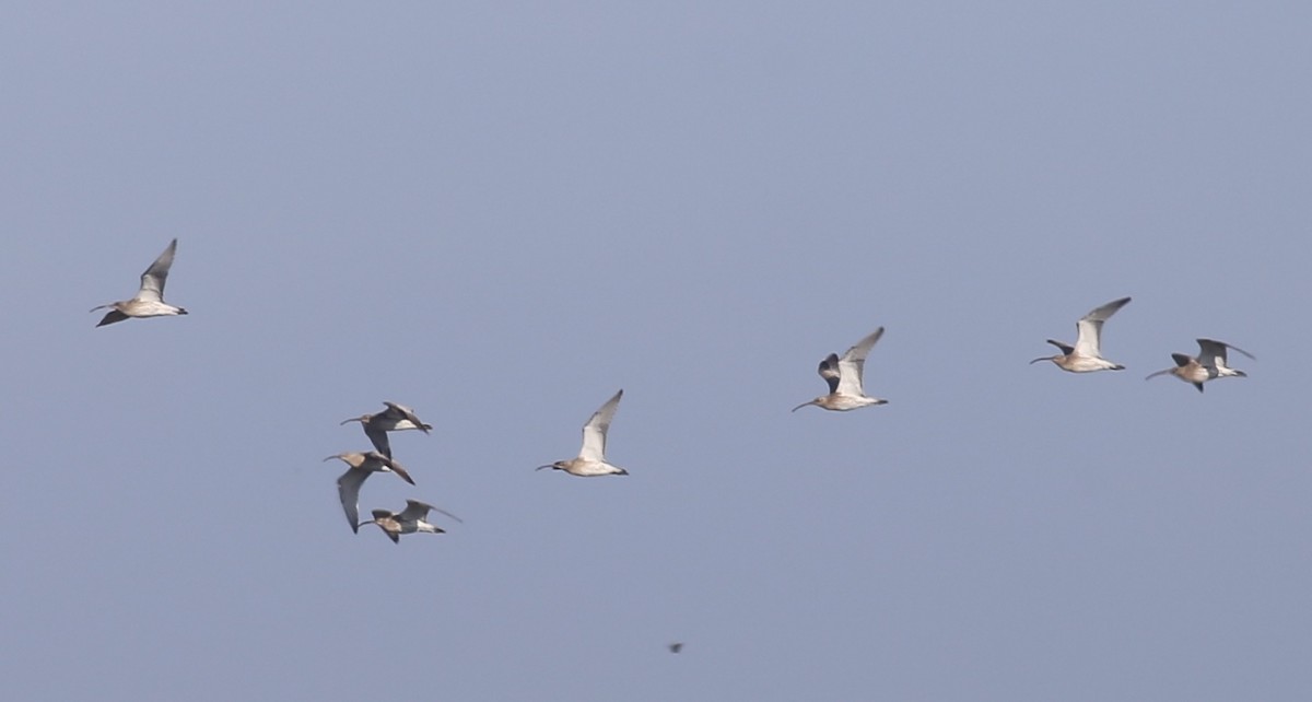 Eurasian Curlew - ML626042071