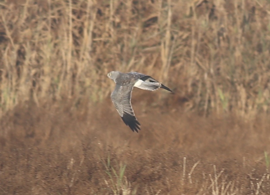 Hen Harrier - ML626042076