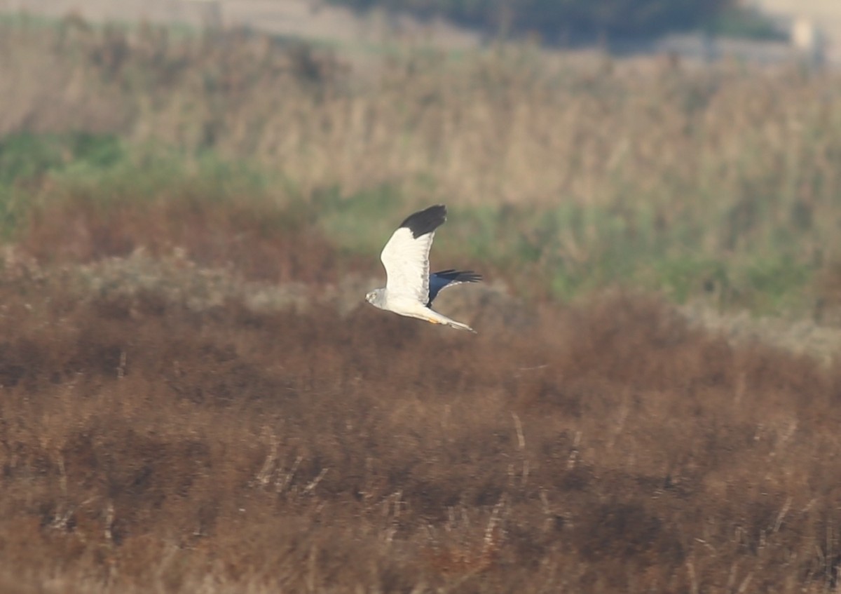 Hen Harrier - ML626042084