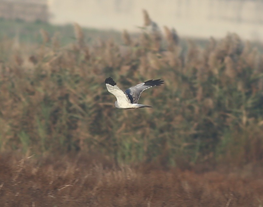 Hen Harrier - ML626042085